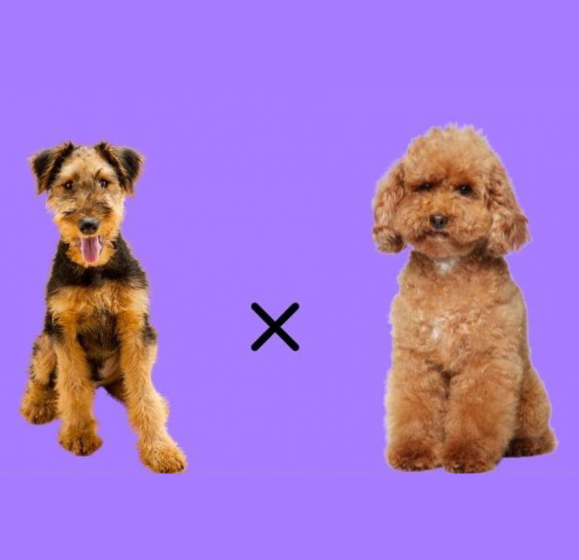 A dog and a poodle on a purple background.