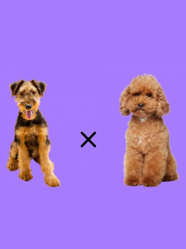 Airedoodle: The Airedale Terrier Poodle Mix Guide Story