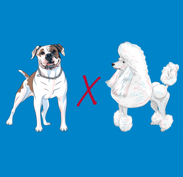 A poodle and a bulldog on a blue background.