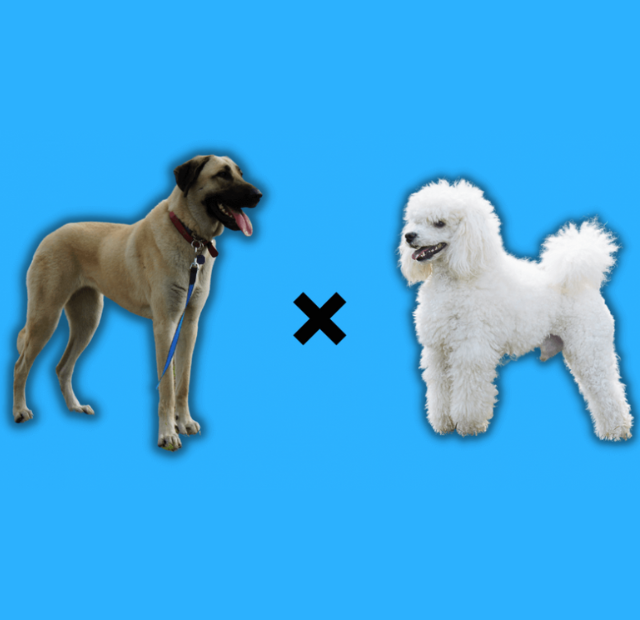 Two white dogs standing next to each other on a blue background.