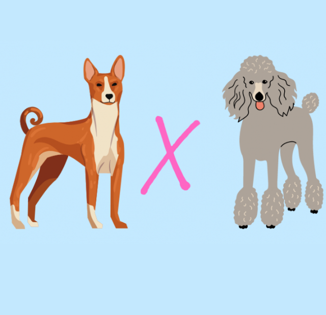 A poodle and a chihuahua on a blue background.