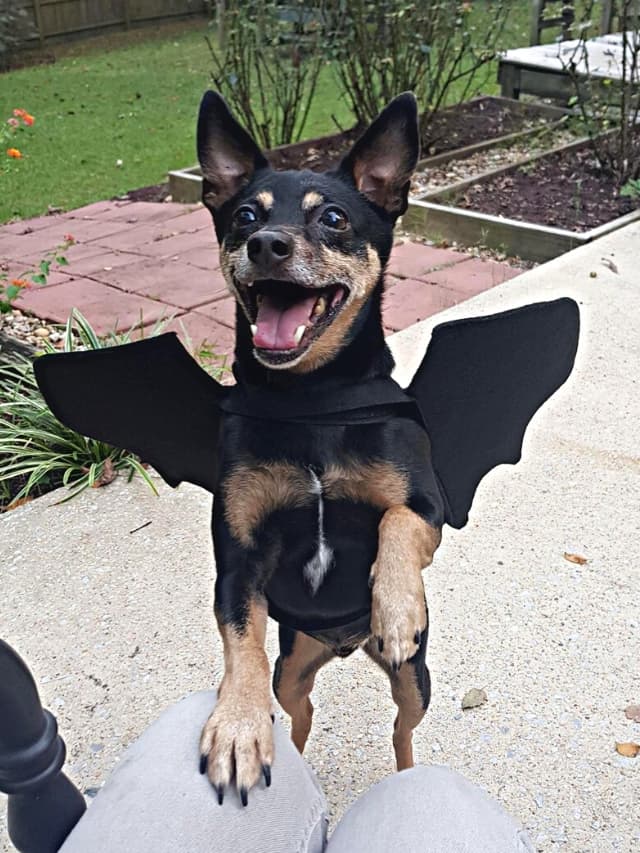 A dog in a bat costume sitting on a chair.