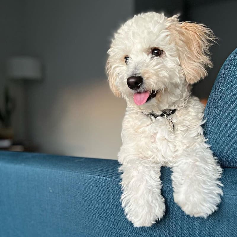 Adorable Bichon Frise-Goldendoodle mix sitting on the arm of a blue couch.