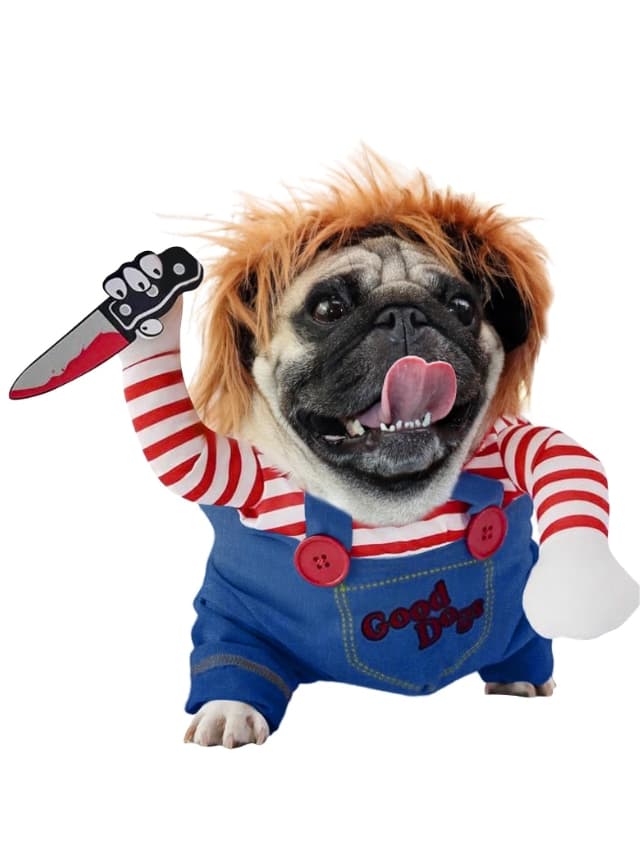 A pug dressed as a clown holding a knife.