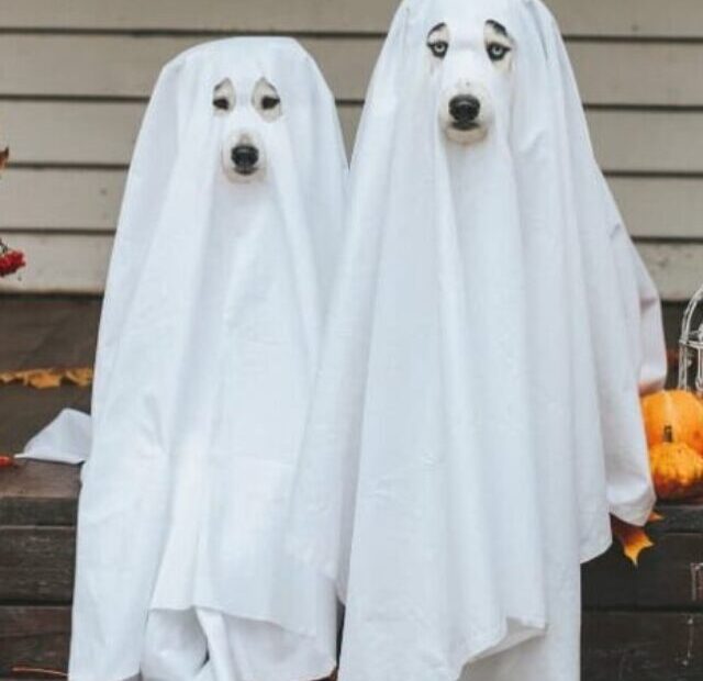 Two dogs dressed up as ghosts on a porch.