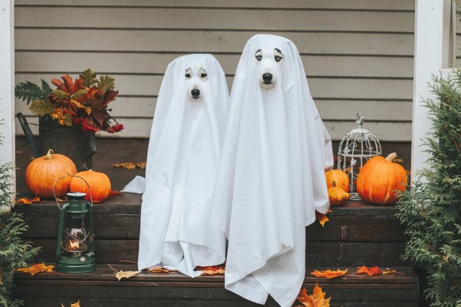 Two dogs with ghost costumes sitting on the steps of a house.