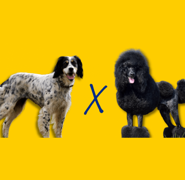 Two poodles standing next to each other on a yellow background.