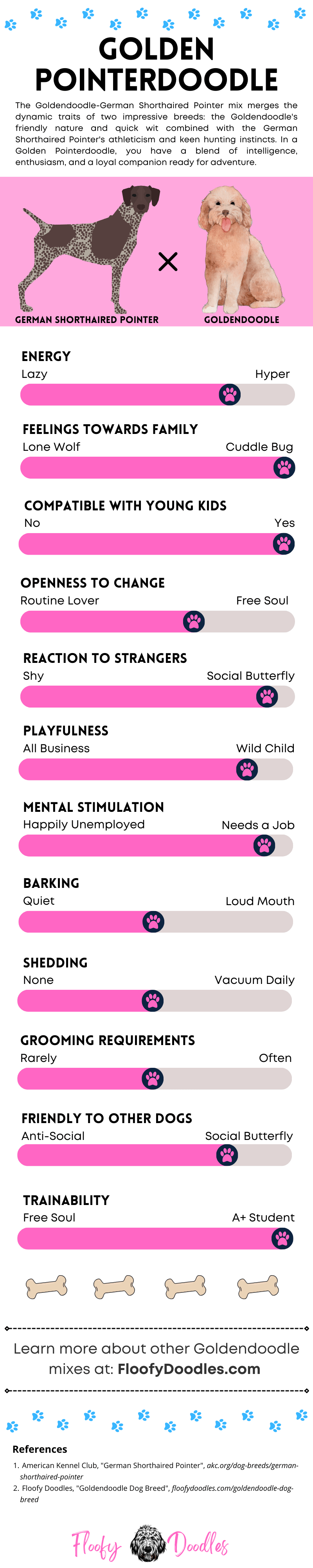 An infographics with a list of different traits of the Goldendoodle-German Shorthaired Pointer mix.