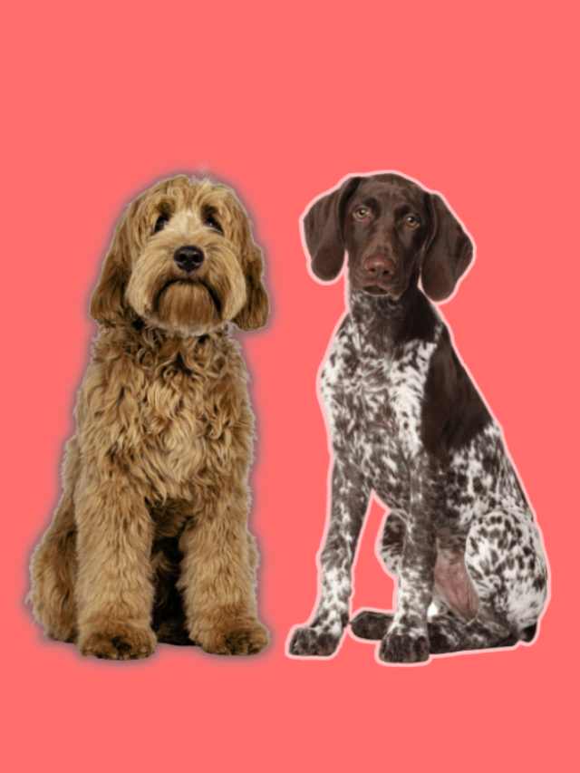 Meet The Goldendoodle German Shorthaired Pointer Mix Story