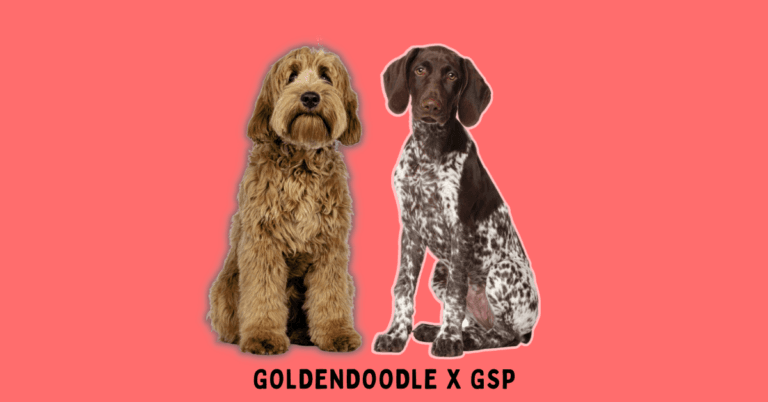 Elegant Golden Retriever German Shorthaired Pointer Mix Photos