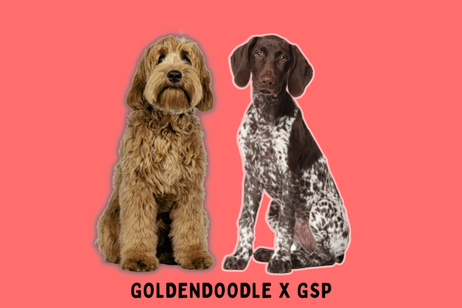 Goldendoodle sitting next to a GSP with text below saying 'Goldendoodle x GSP'.