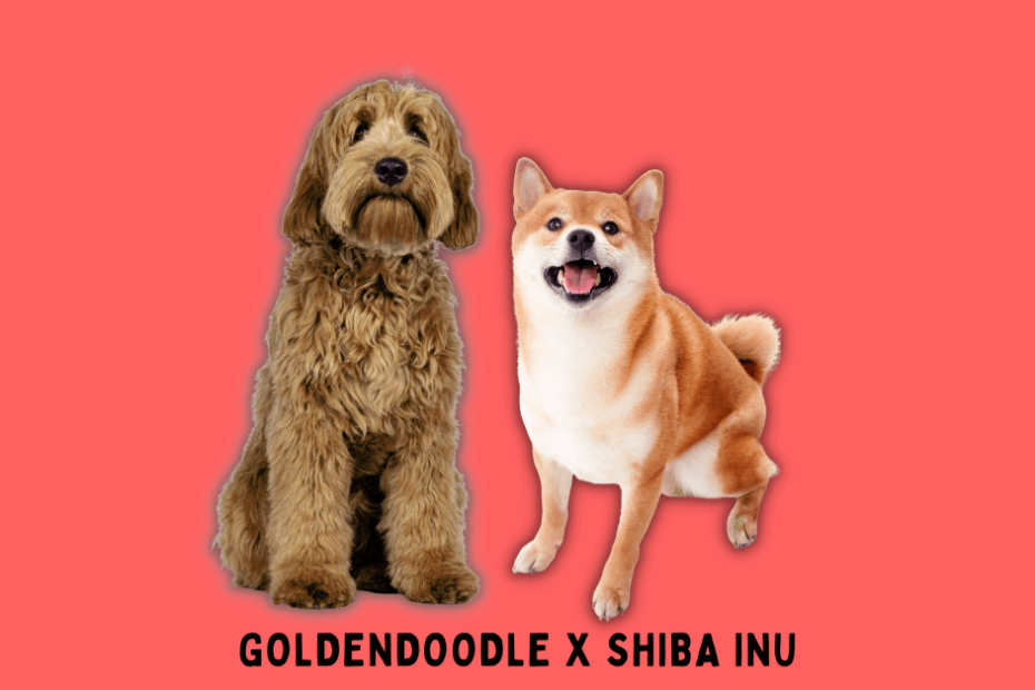 Two dogs standing next to each other with the words goldendoodle x shiba inu.