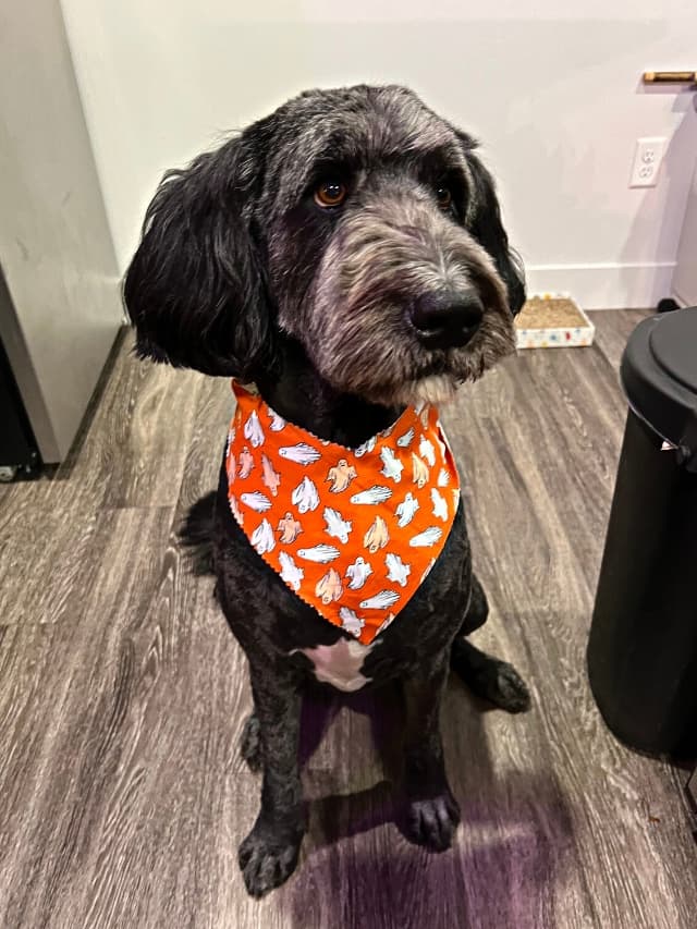 A black dog wearing an orange Halloween bandana.