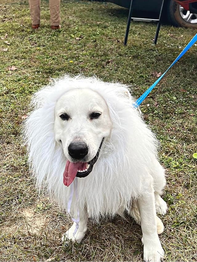 A white dog dressed up in a lion costume.