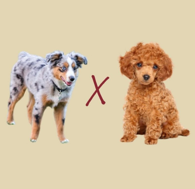 Australian poodle vs chihuahua.