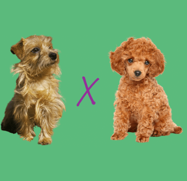 Two poodles on a green background.
