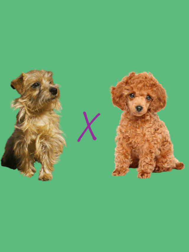 Norfipoo: Meet the Norfolk Terrier Poodle Mix Story