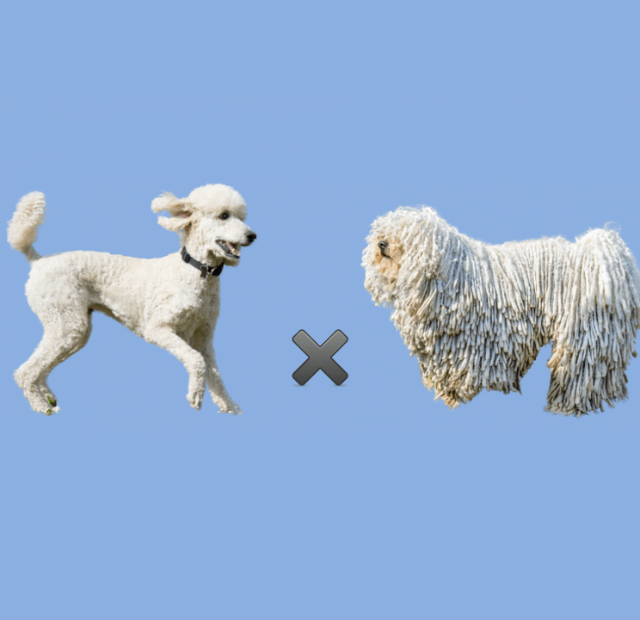 Two white poodles standing next to each other on a blue background.