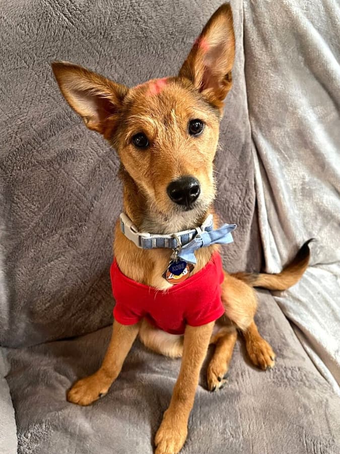 A Shibu Inu-Goldendoodle mix wearing a red shirt sitting on a couch.