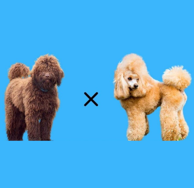 Two brown poodles standing next to each other on a blue background.