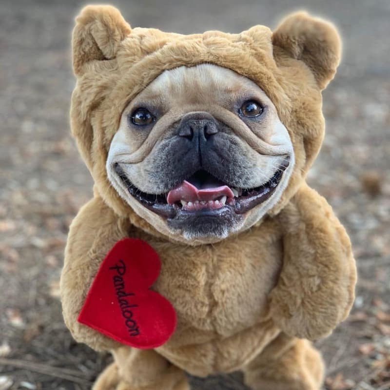 A dog dressed as a teddy bear holding a heart.