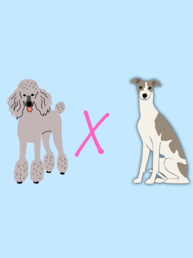 Whipoodle: The Whippet Poodle Mix Story