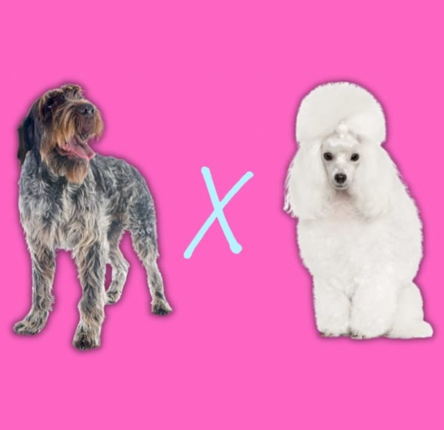 A poodle and a chihuahua on a pink background.