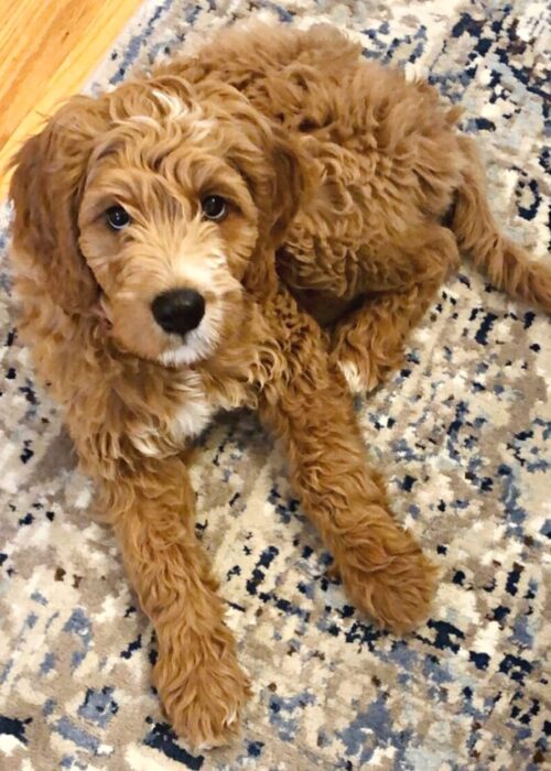 A Brittany Spaniel-Goldendoodle mix puppy laying on a rug.