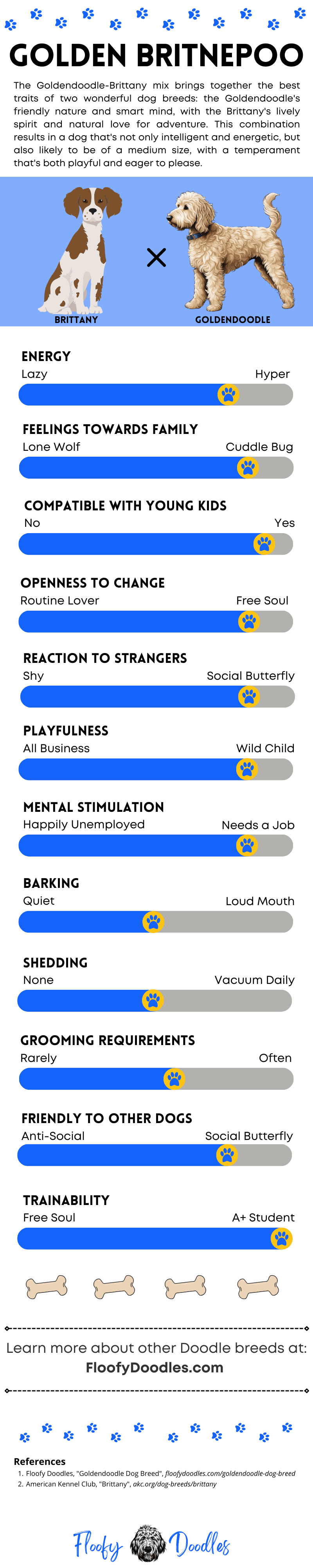 Golden Britnepoo traits and characteristics infographic.