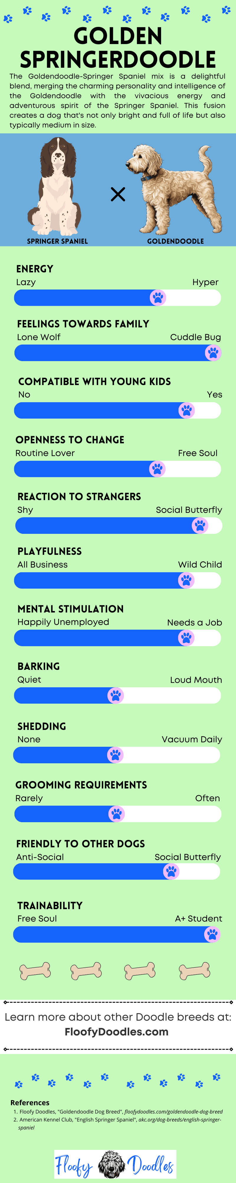 An infographic showing the different traits of a Golden Springerdoodle.