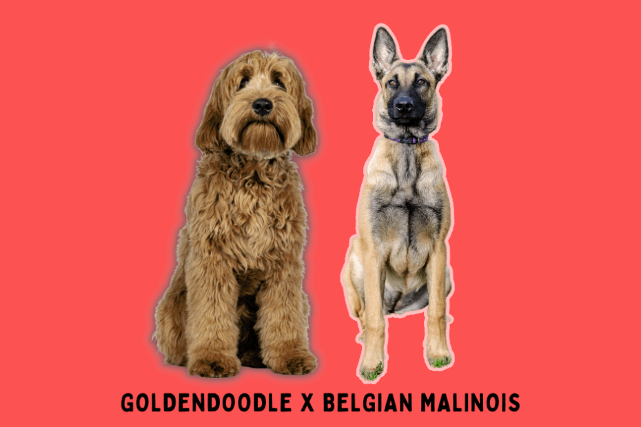 Goldendoodle sitting next to a Belgian Malinois.