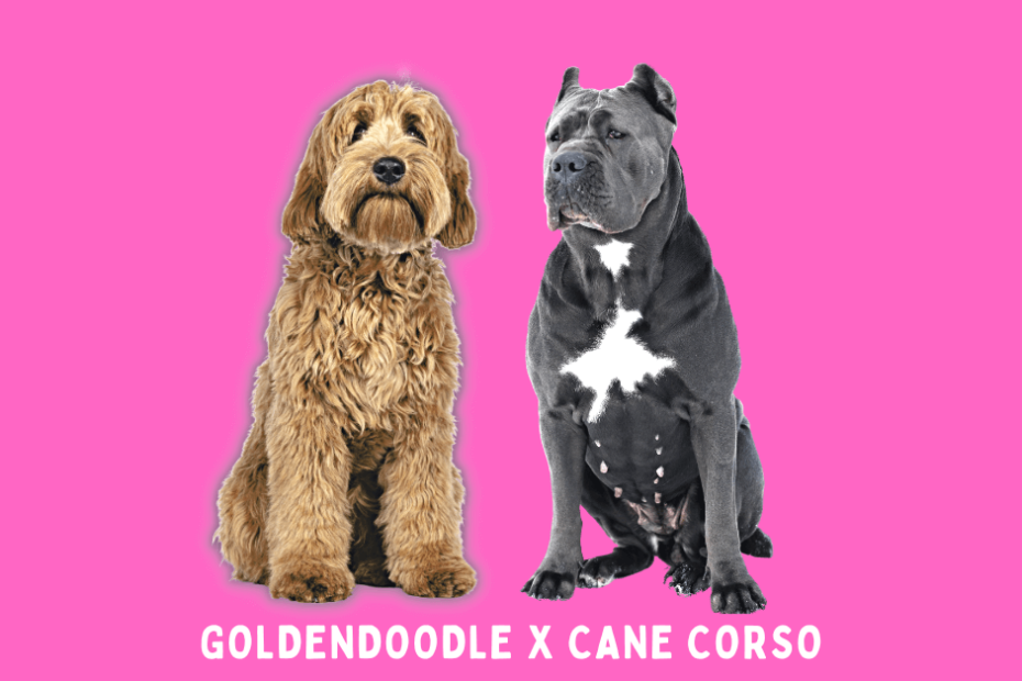 Goldendoodle standing next to a Cane Corso with a pink background.