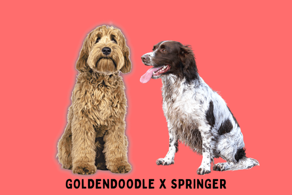 A Goldendoodle and Springer Spaniel standing next to each other with the words goldendoodle x springer.