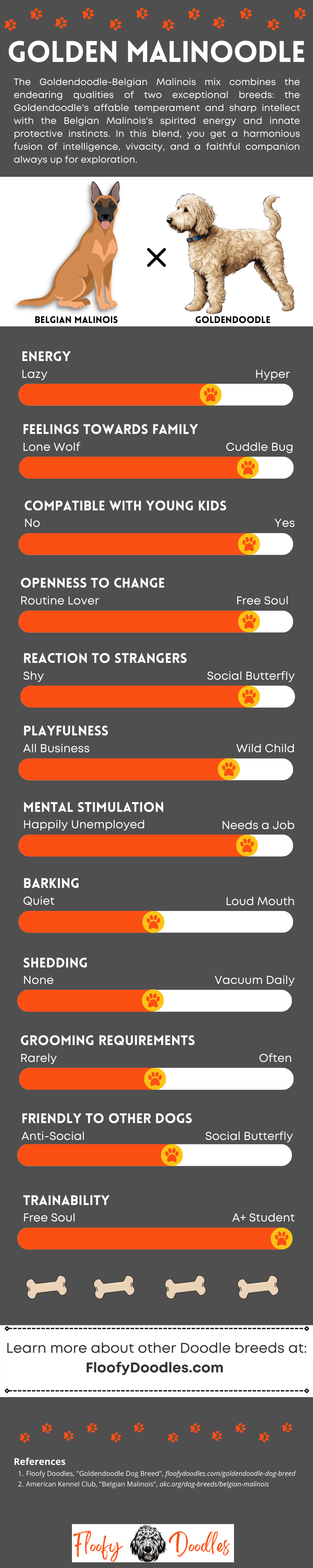 Infographic showing the traits of a Goldendoodle-Belgian Malinois mix.