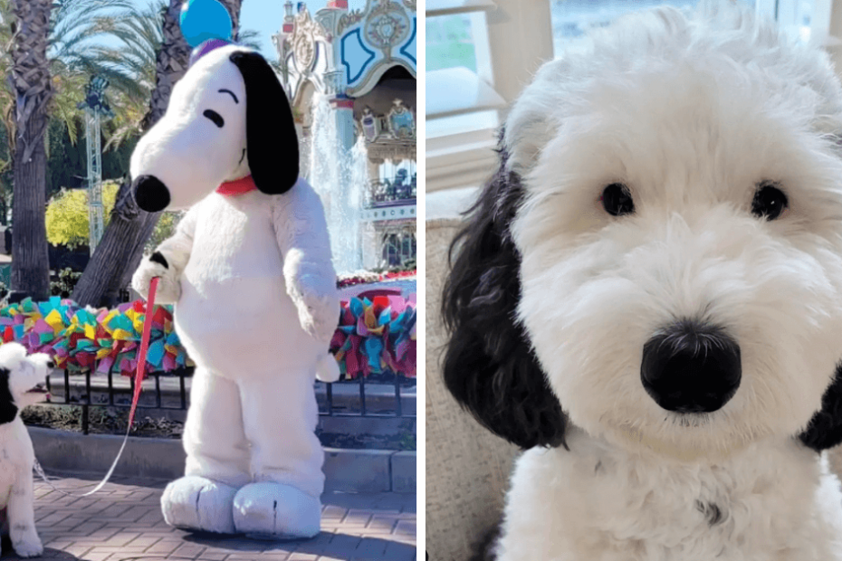 Two pictures of a dog and a snoopy mascot.