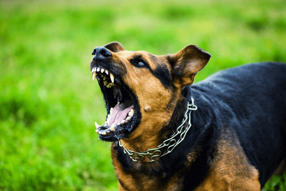 A black and brown dog yelling in the grass.
