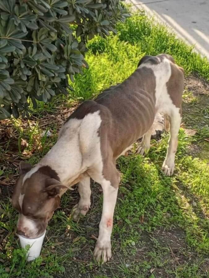 Person, an adoptable pit bull terrier mix in los angeles, ca.