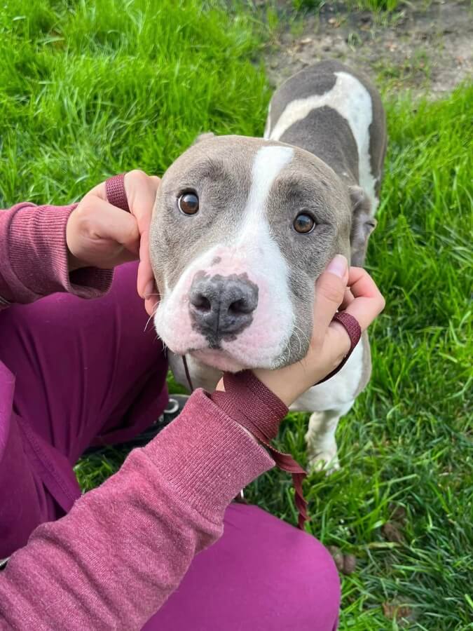 A person petting a dog in the grass.