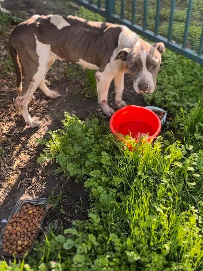 Person, an adoptable pit bull terrier & chihuahua mix in san diego, ca.