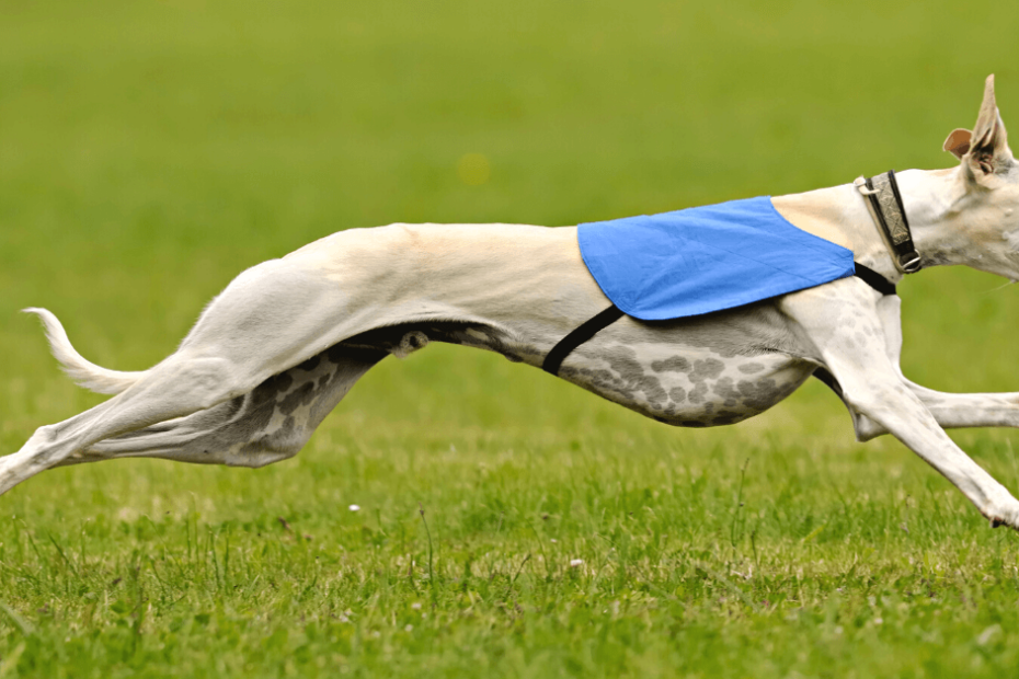 A greyhound running in a field with a blue vest.