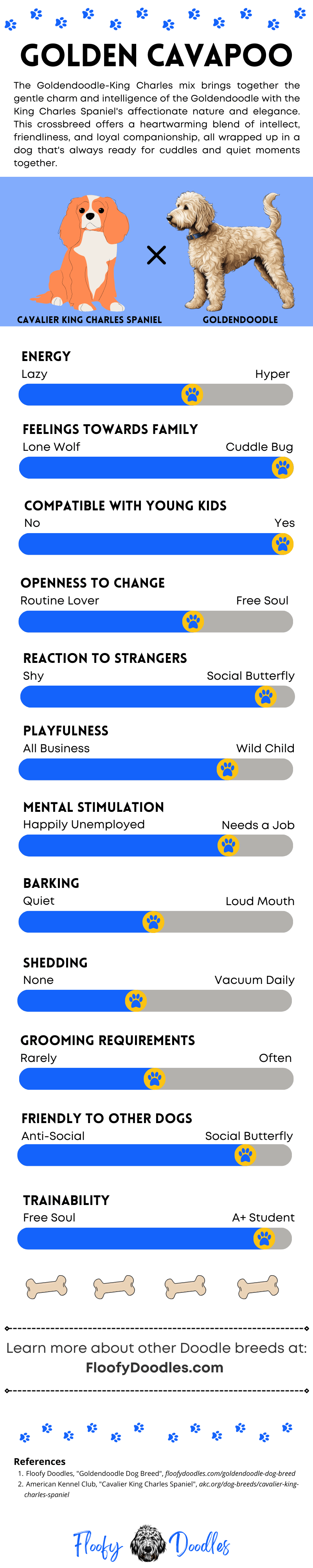 An infographic showing the different traits of the King Charles Cavalier Spaniel-Goldendoodle mix.