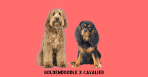 Goldendoodle sitting next to a king charles cavalier spaniel.
