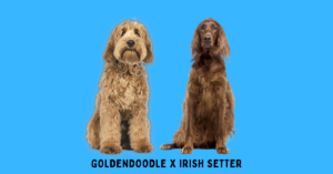 Goldendoodle sitting next to an Irish Setter.