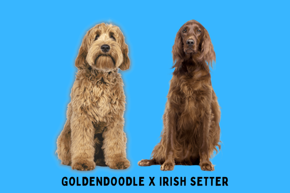 Goldendoodle sitting next to an Irish Setter.