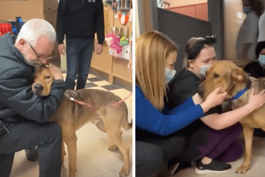 Two pictures of a woman petting a dog.