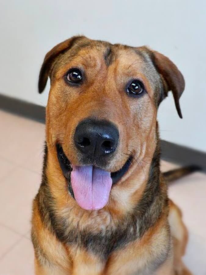 A tan and brown dog is sitting on a tile floor.