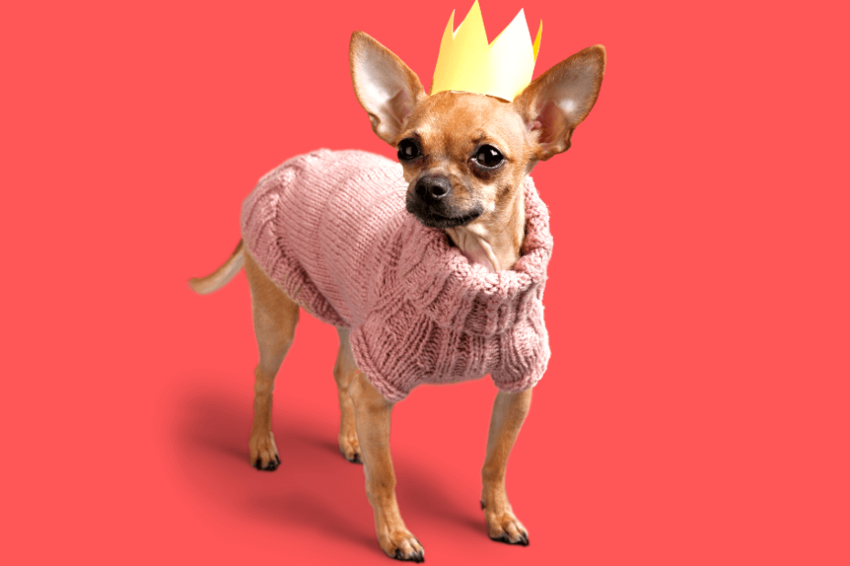 A chihuahua wearing a pink sweater with a crown on it.