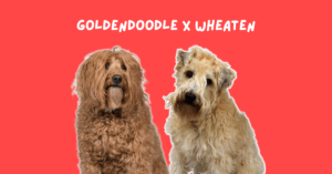 Goldendoodle next to a wheaten terrier.