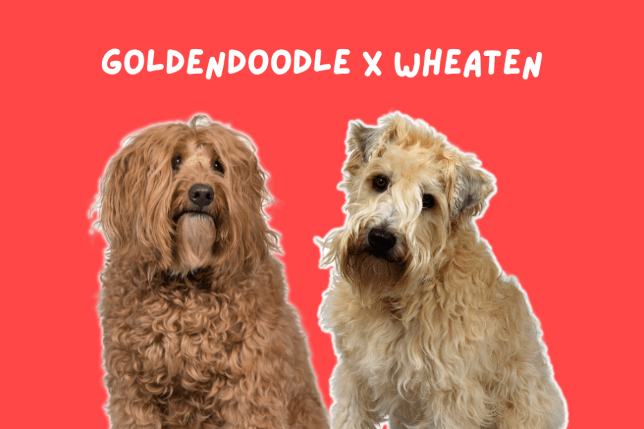 Goldendoodle next to a wheaten terrier.
