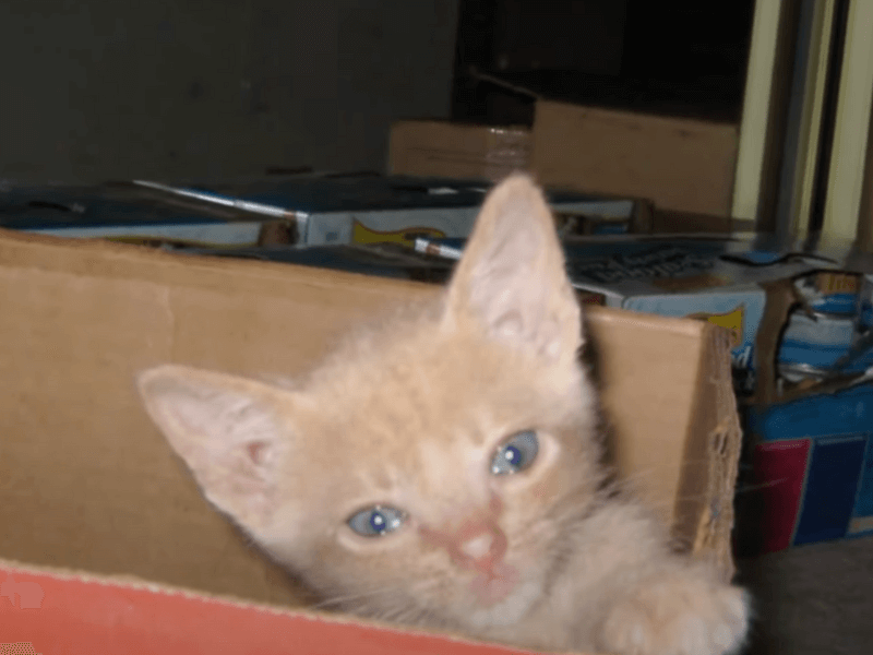 A kitten peeking out of a box.